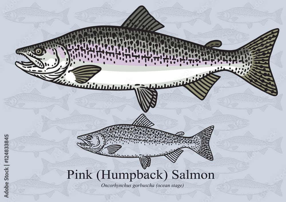 Fototapeta premium Pink (Humpback) Salmon. Vector illustration for artwork in small sizes. Suitable for graphic and packaging design, educational examples, web, etc.