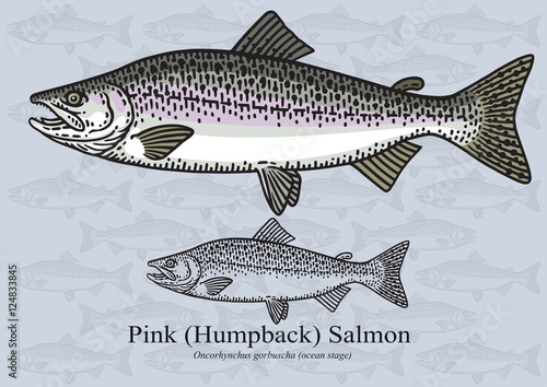 Pink (Humpback) Salmon. Vector illustration for artwork in small sizes. Suitable for graphic and packaging design, educational examples, web, etc.