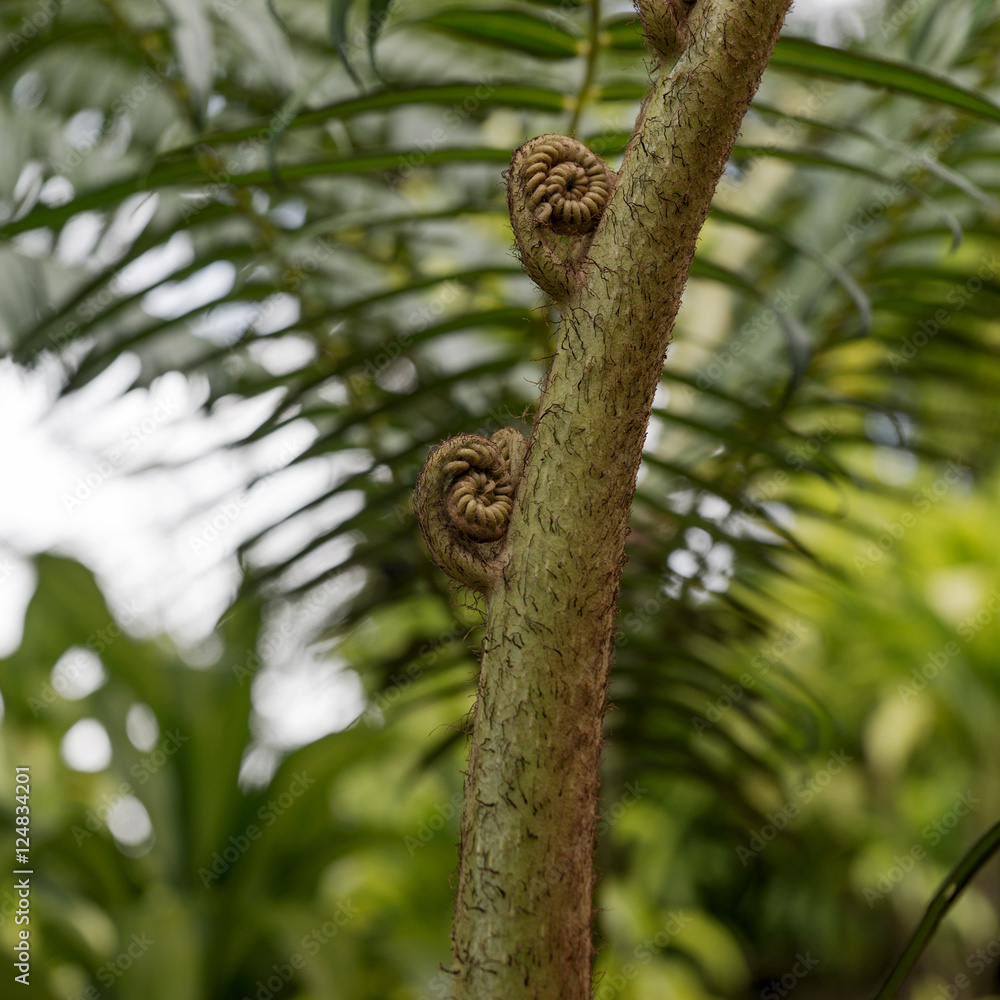 Closeup of a new fern leaf curl