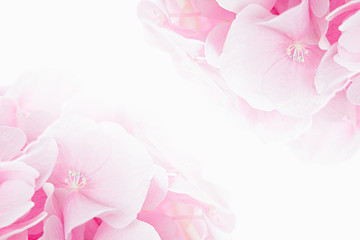 Bloosom hydrangea - pink flower on a white background. Floral background. Isolated.