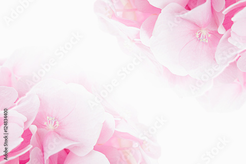 Bloosom hydrangea - pink flower on a white background. Floral background. Isolated.