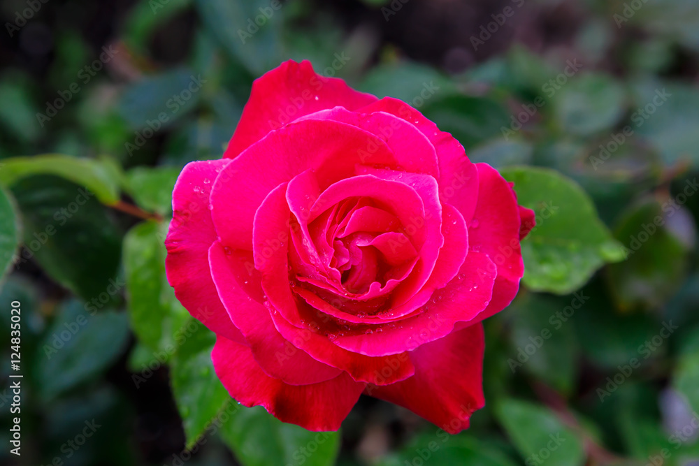 pink rose from garden pink rose from garden