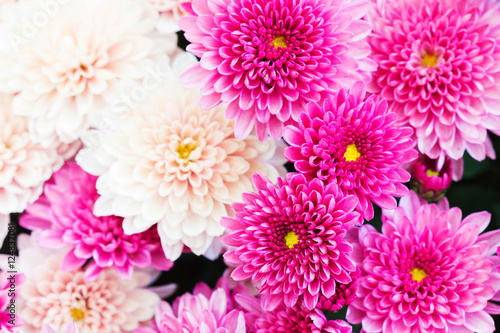 Beautiful Chrysanthemum Flowers  Closeup Chrysanthemum for background.