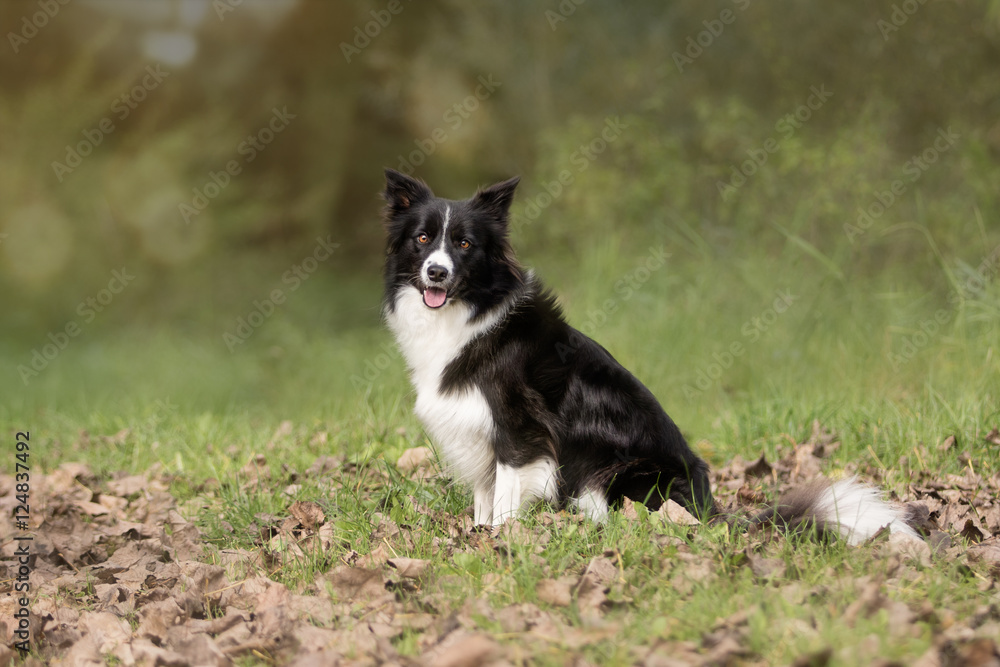 Border Collie Hund im Herbst
