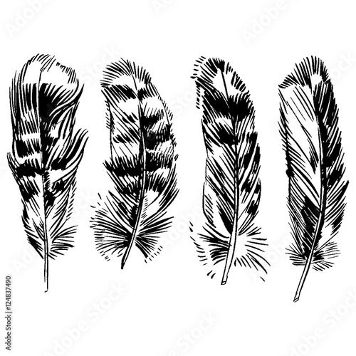 Hand-drawn vector feather, ink handpicked