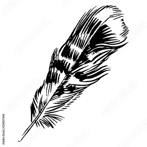 Hand-drawn vector feather, ink handpicked