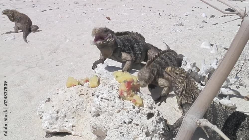 Iguana Cuba Caribbean Sea coast video Iguana Cuba Caribbean Sea coast video