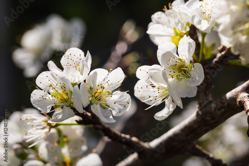 Slika na platnu White Wild Himalayan cherry flowers