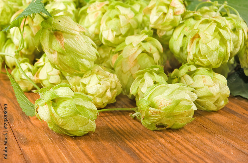 branches hops on the table closeup branches hops on the table closeup