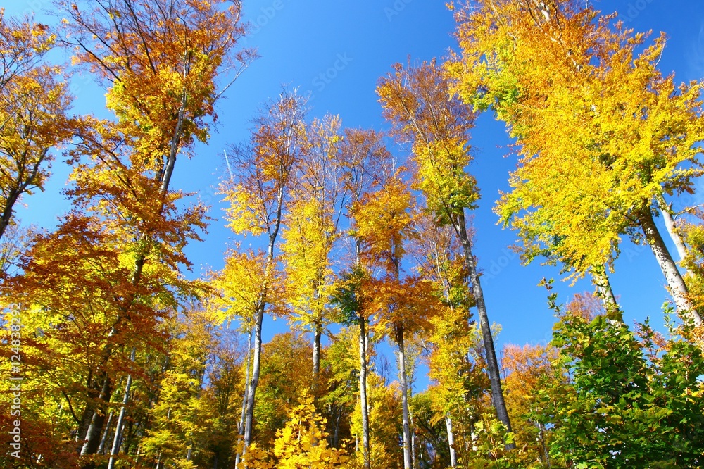 Naklejka premium Colorful forest