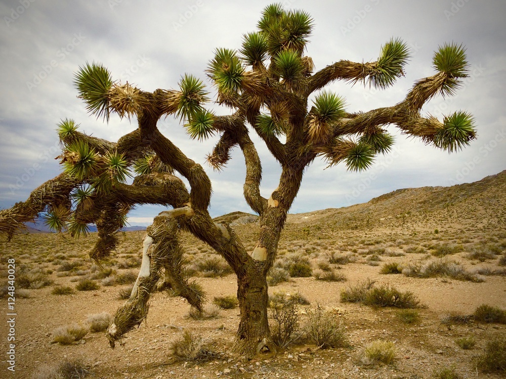 joshua tree, California, USA Stock Photo Adobe Stock