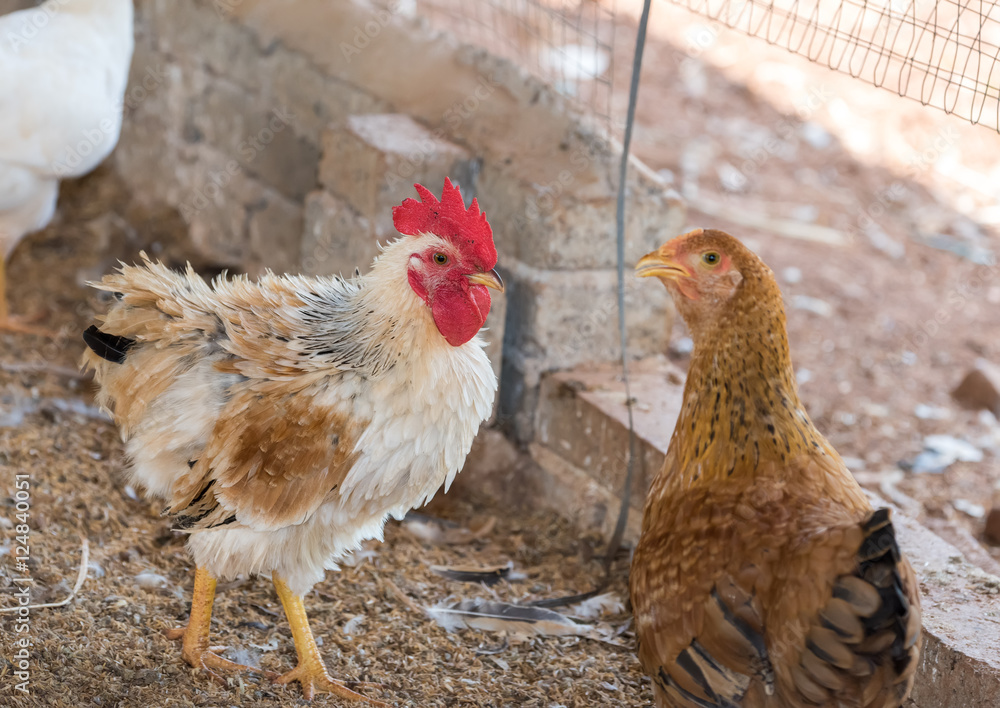 Fototapeta premium Beautiful Rooster