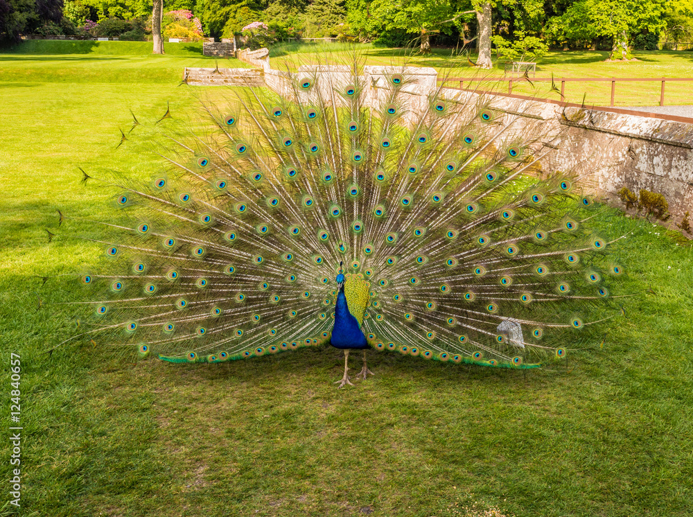 Fototapeta premium Male peacock displaying his plumage at Scone Plaace, Pethshire, Scotland, UK
