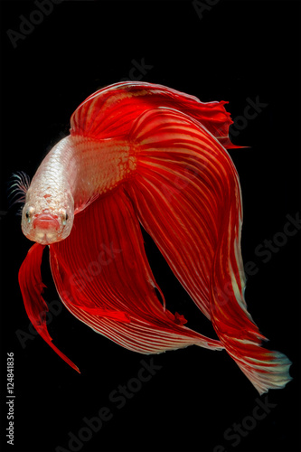 Capture the moving moment of fighting fish isolated on black bac