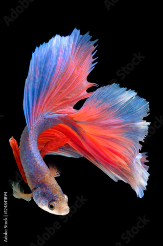 Capture the moving moment of fighting fish isolated on black bac