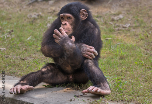 Fototapeta Naklejka Na Ścianę i Meble -  A baby Chimpanzee at a zoo in Kolkata. Among all apes chimps are considered closest to humans in behavioral traits.