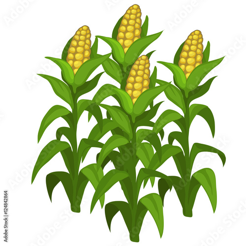 Planting and cultivation of corn. Vector isolated