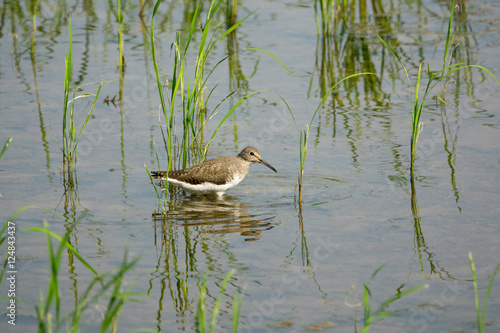 Common sandpiper wandering in shallow water