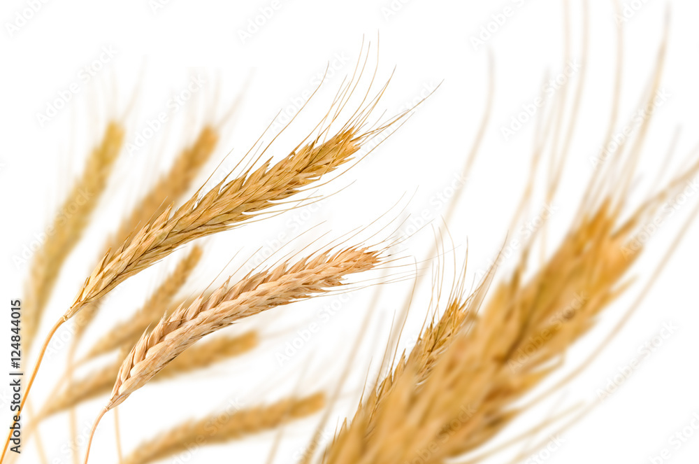 image of wheat on white background closeup