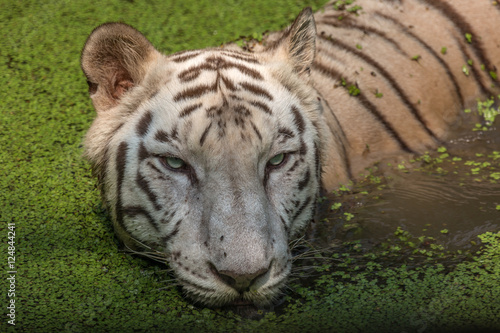 Fototapeta Naklejka Na Ścianę i Meble -  White Bengal tiger portrait closeup head shot