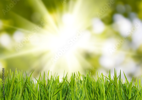 image of grass on sun background closeup