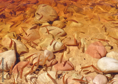 Big rock / huge rock on the bank of river reddish Carrao, among the huge tepuis of Venezuela's Gran Sabana

