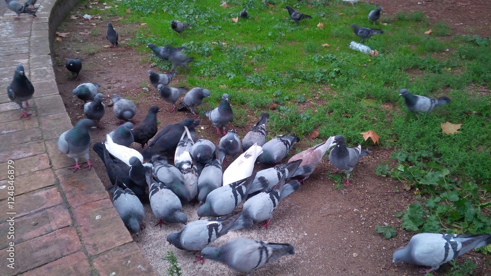Obraz premium piccioni che mangiano
