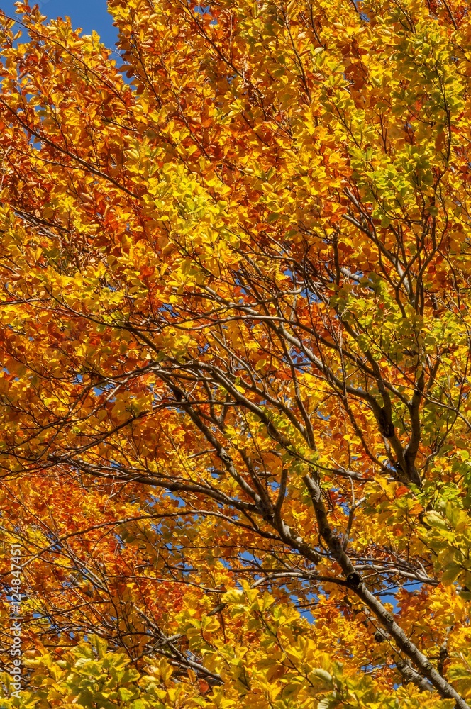 Bright colorful leaves on the branches in the autumn forest.Golden autumn leaves.