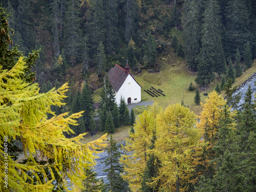 Larici in autunno