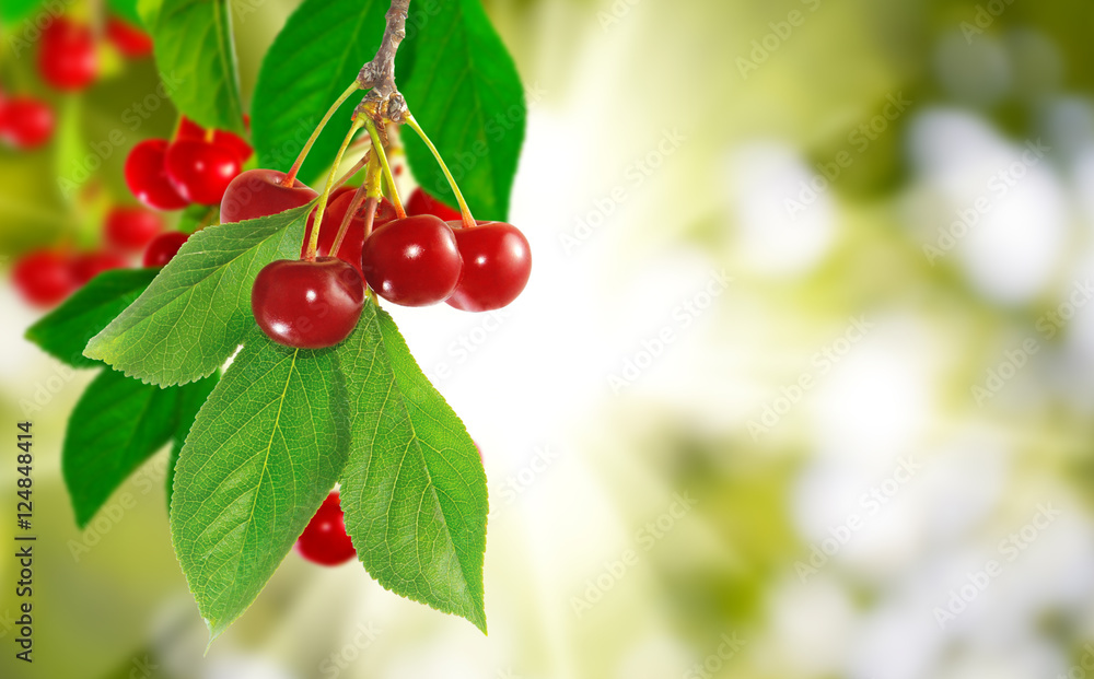image of branch with cherries on a green background close up