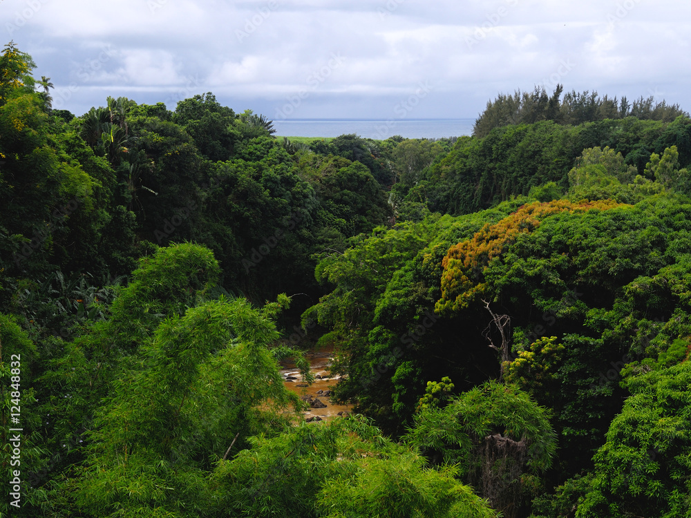 Jungle in Mauritius. Green vegetation, river and sea.
