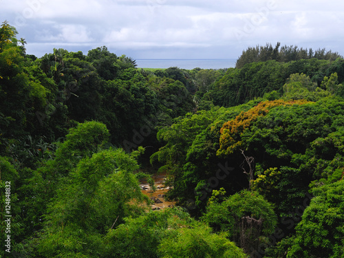 Jungle in Mauritius. Green vegetation  river and sea.