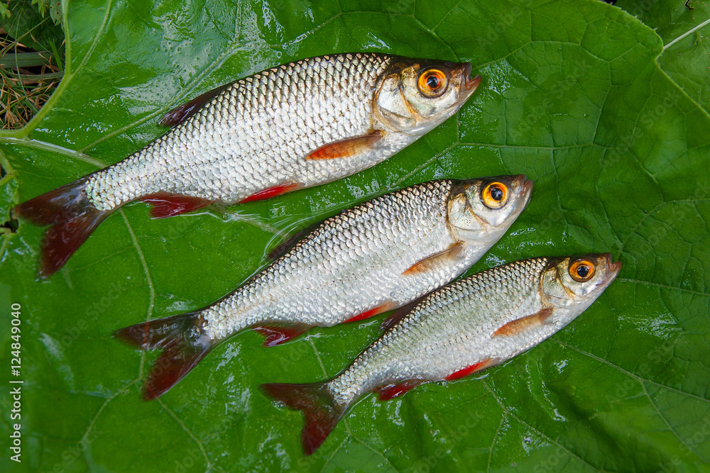 Several common rudd fish on natural background. Several common rudd fish on natural background.