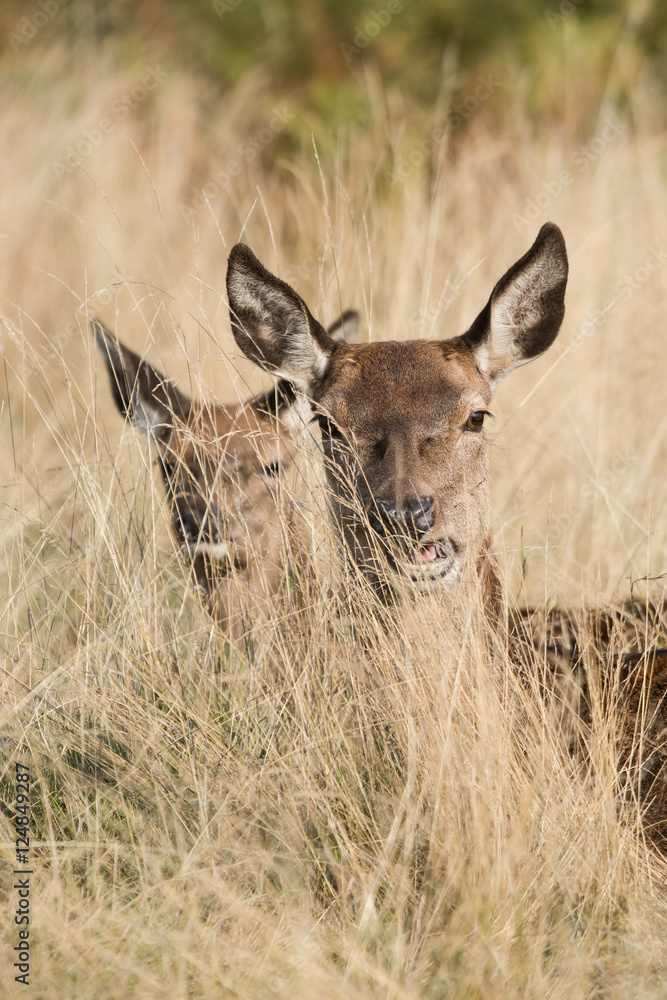 Red Deer, Deer, Cervus elaphus - Rut time. Red Deer, Deer, Cervus elaphus - Rut time.