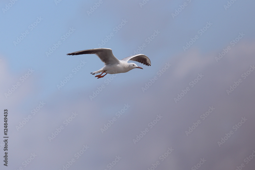 Slender-billed Gull (Larus genei) in flight, Merja Zerga, Morocco. Slender-billed Gull (Larus genei) in flight, Merja Zerga, Morocco.