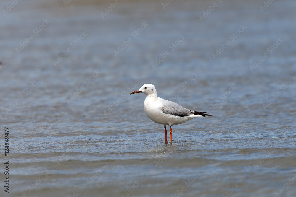 Slender-billed Gull (Larus genei), Merja Zerga, Morocco.