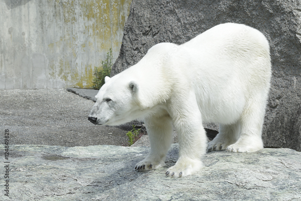 Polar bear (Ursus maritimus) on a rocky ground Polar bear (Ursus maritimus) on a rocky ground