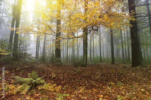 Autumn Forest. Nature Scene. Colorful Leaves and Trees in Fog.
