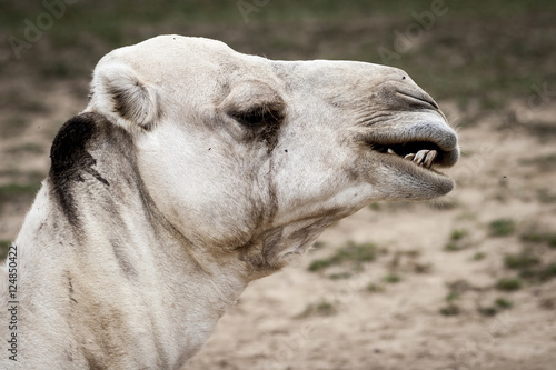 Camel Head Portrait © mejn