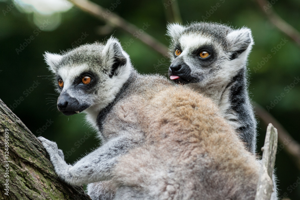 Obraz premium Lemur Catta Couple one with Lick Tongue on Branch