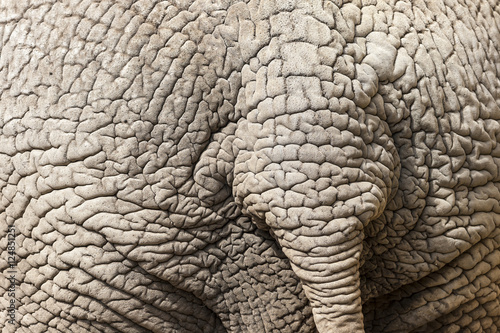 Elephant Skin Detail with Tail © mejn