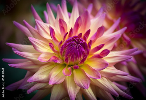 Fototapeta Naklejka Na Ścianę i Meble -  Closeup of a beautiful dahlia flower in pink pastel tones