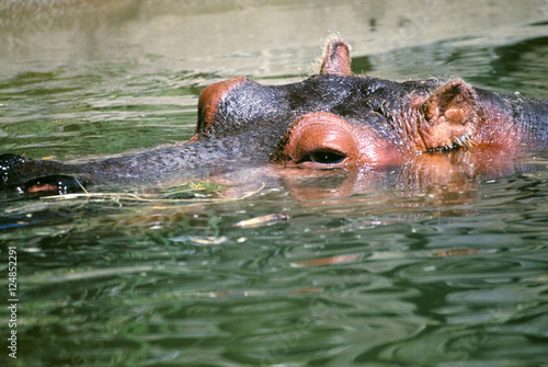 hippopotamus