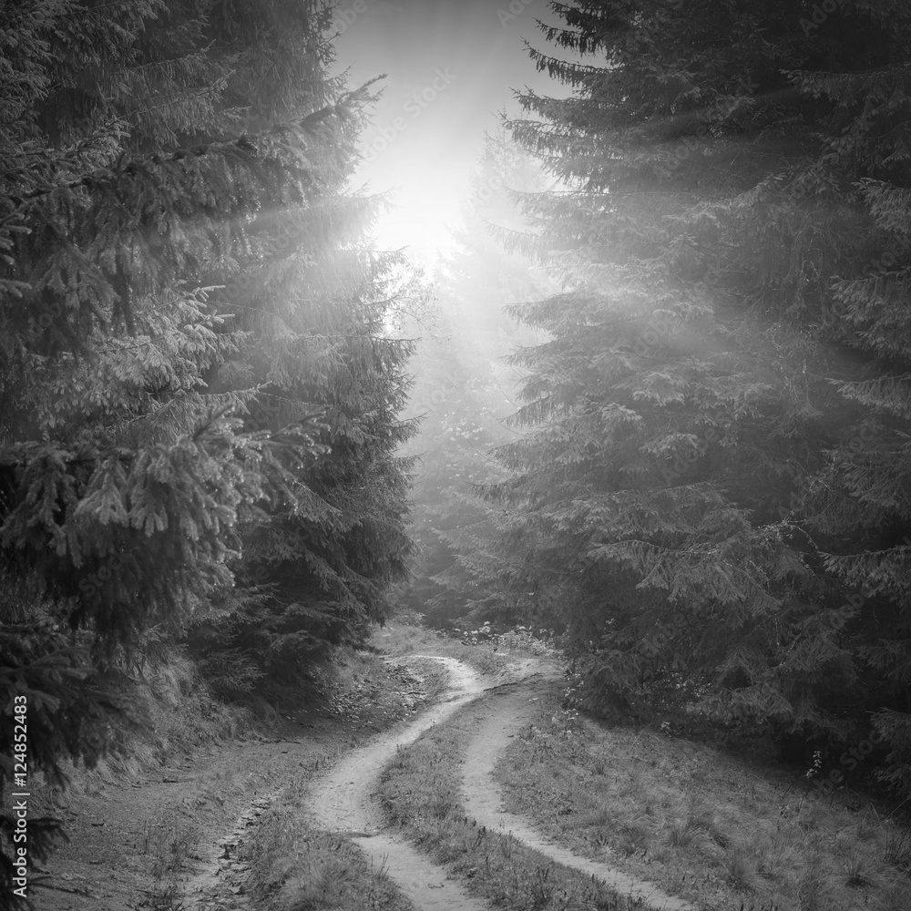 Fototapeta premium Forest misty road. Black and white
