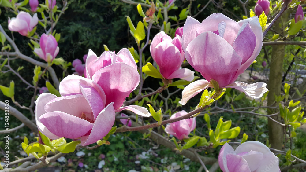 Naklejka premium Piękne kwiaty magnolii