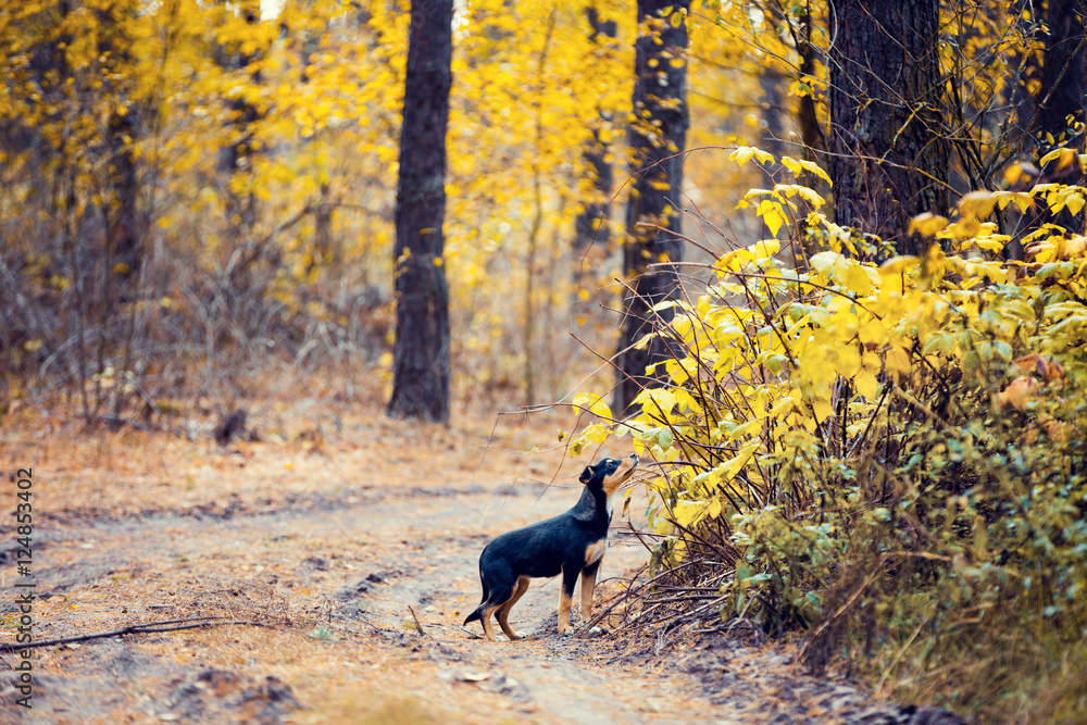 Stray dog walking in the autumn forest Stray dog walking in the autumn forest