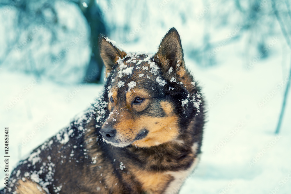 Portrait of a beautiful dog in winter snowfall Portrait of a beautiful dog in winter snowfall