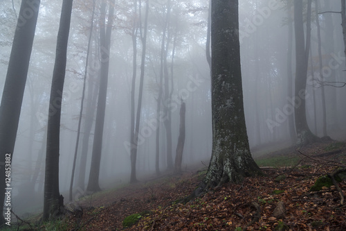 Fog in the autumn forest 