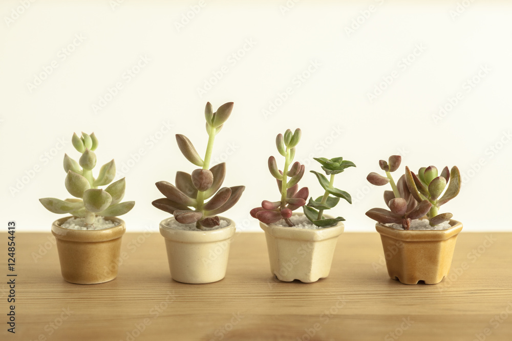 Fototapeta premium 多肉植物