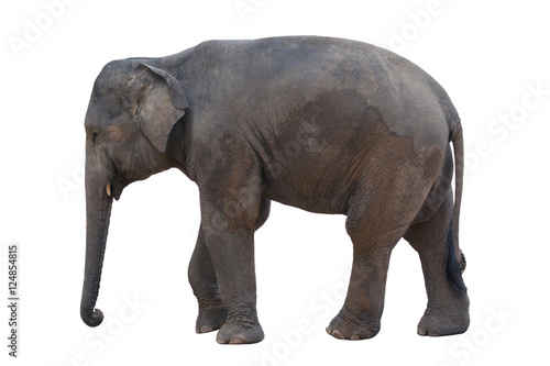 Image of an elephant on white background.